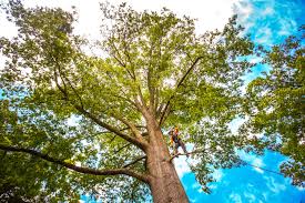 Best Stump Grinding and Removal  in Gotha, FL