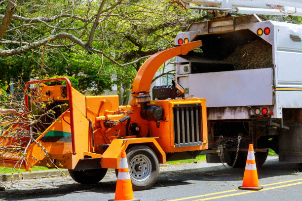 Professional Tree Services in Gotha, FL